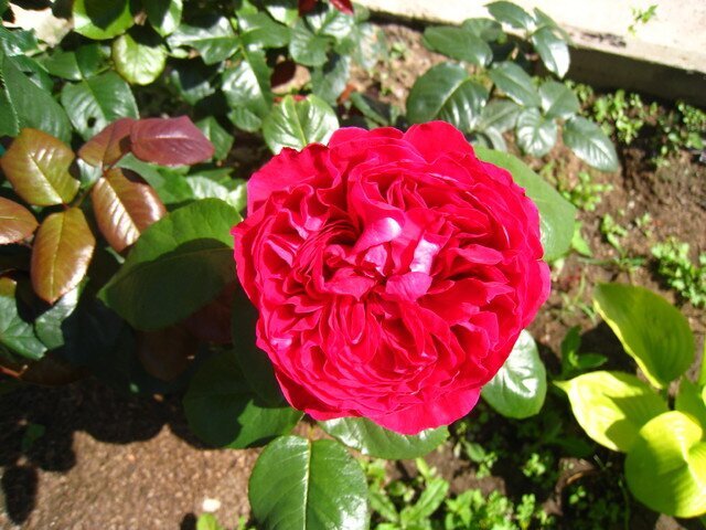 Роза Eric Tabarly фото цветы