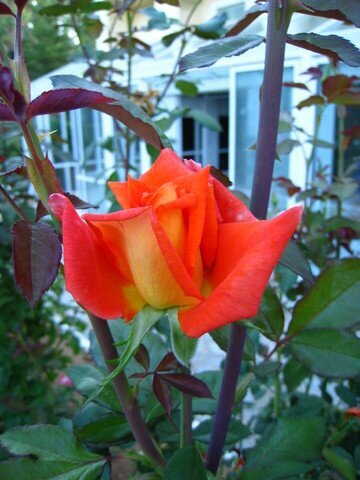 Ароматная роза Evelyne Dheliat фото