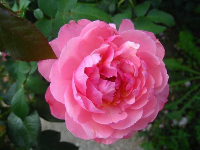 Ароматная роза Gertrude Jekyll фото