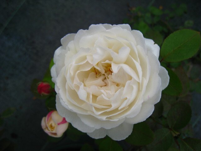 Английская роза  Glamis Castle фото