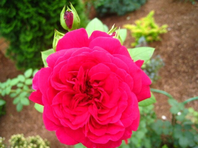 Английская роза L.D.Braithwaite фото