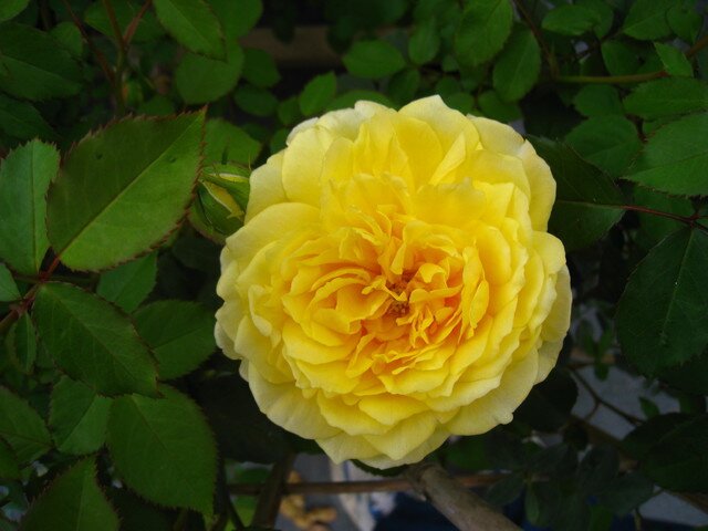 Роза Molineux фото цветы