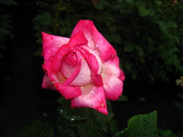 Ароматная роза Monica Bellucci фото