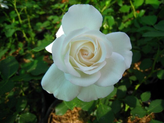 Ароматная роза Pierre Arditi фото