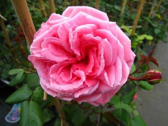 Роза Princess Alexandra of Kent фото цветы
