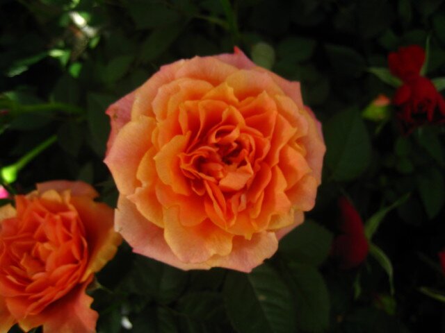 Роза Summer Song фото цветы