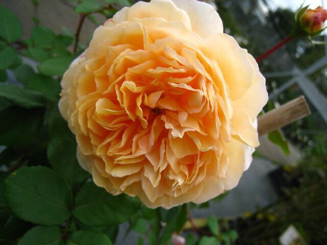 Роза Tea Clipper фото цветы