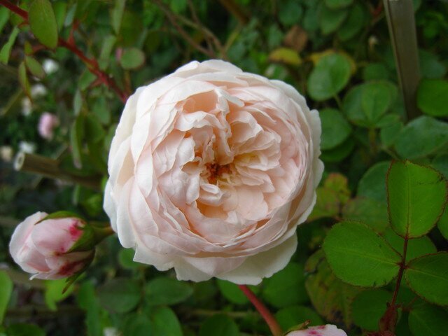 роза The Generous Gardener фото цветы