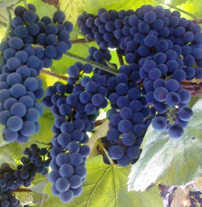 виноград сорт альфа фото