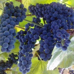 виноград альфа описание