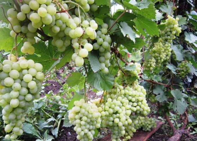 виноград сорт алёшенькин фото