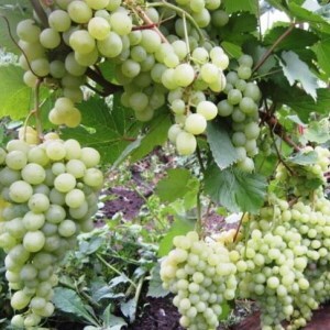 виноград алёшенькин описание