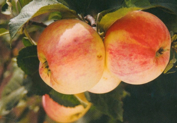 Яблоня алтайское зимнее описание сорта фото