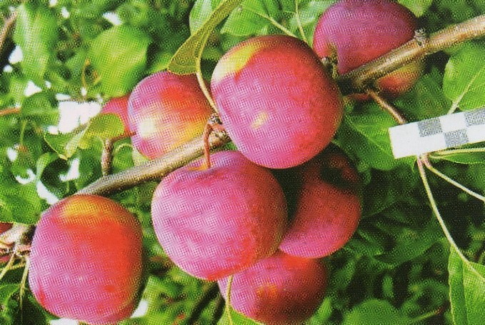 Яблоко багряное описание и фото