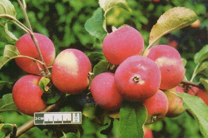 Яблоня алтайское багряное описание сорта фото