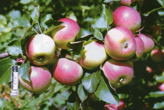 Сорта яблонь для алтайского края с фото