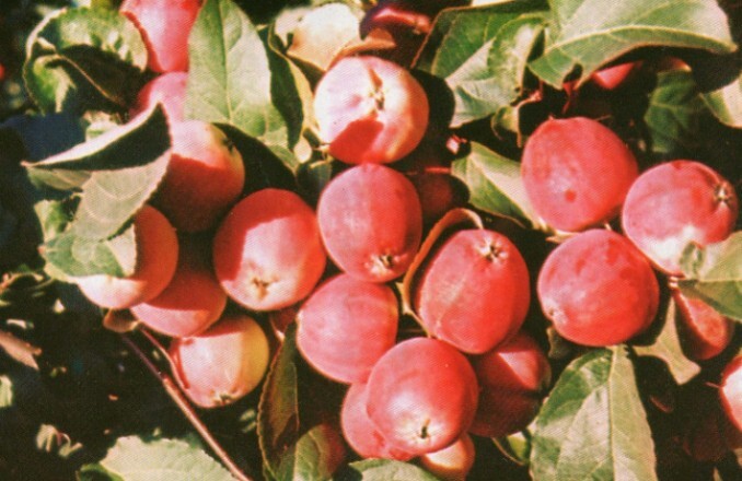 яблоня сорт алые паруса плоды
