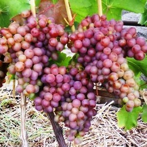 виноград амирхан описание