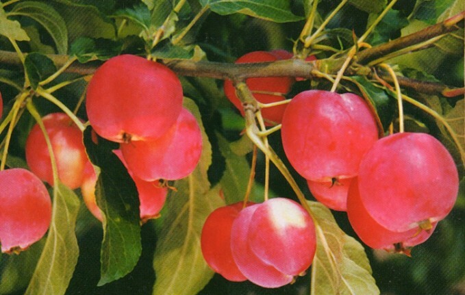 яблоня сорт барнаулочка плоды