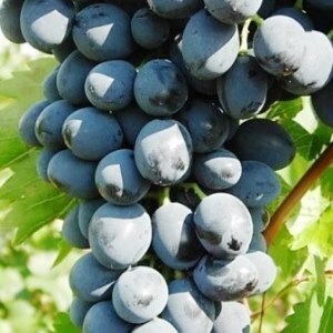 виноград дюймовочка описание