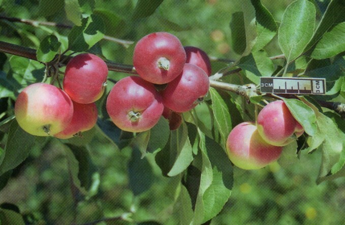 яблоня сорт доктор куновский плоды