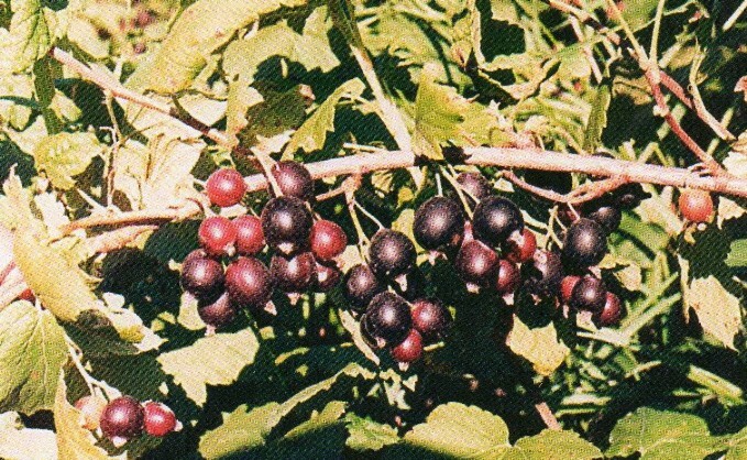 смородина чёрная сорт эркээни ягода