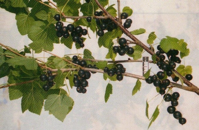 смородина чёрная сорт геркулес ягода