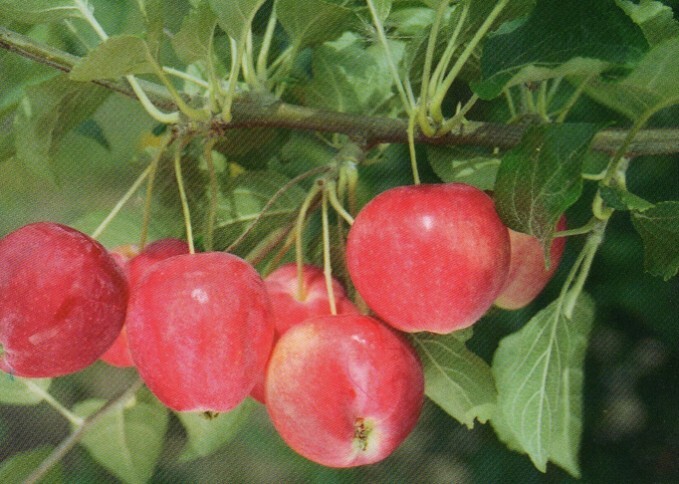 яблоня сорт горноалтайское плоды