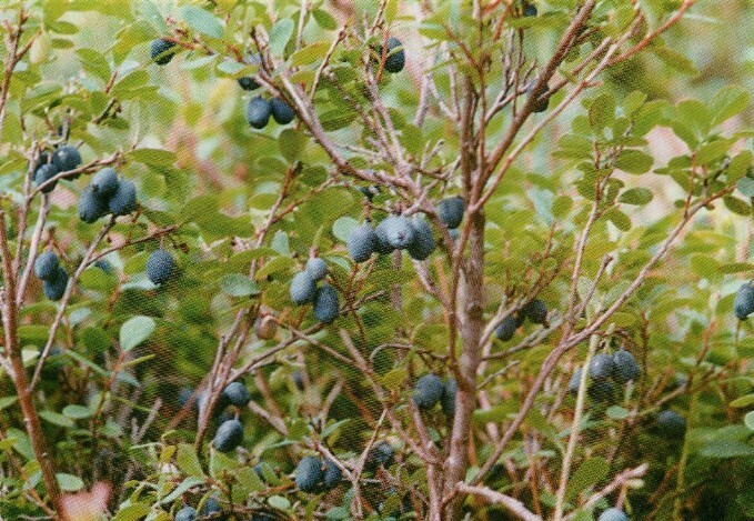 голубика сорт иксинская плоды