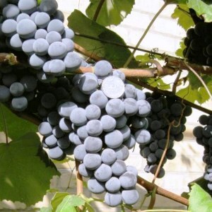виноград изабелла описание