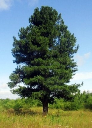 кедр сибирский дерево