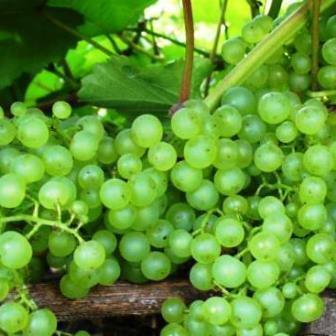 виноград коринка русская описание