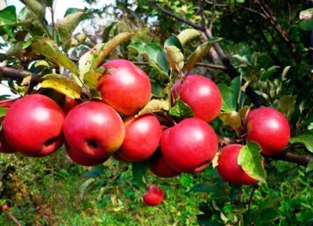 яблоня сорт лучистое плоды
