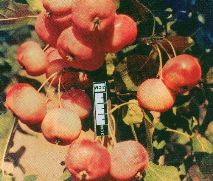 яблоня сорт малинка плоды