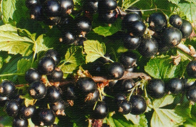 смородина чёрная сорт марьюшка ягода