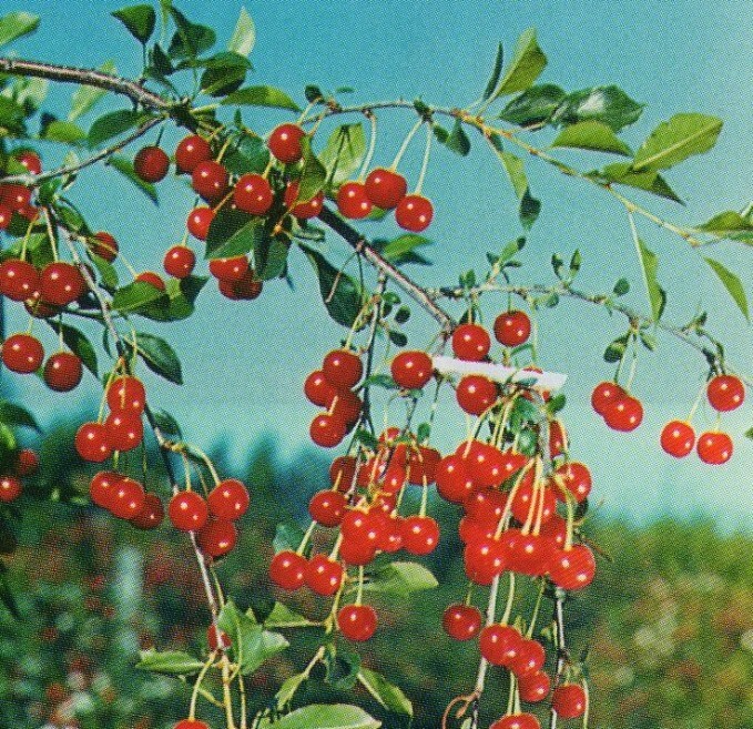вишня сорт новоалтайская плоды