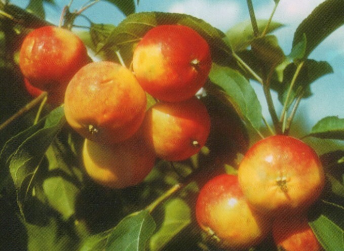 яблоня сорт пальметта плоды