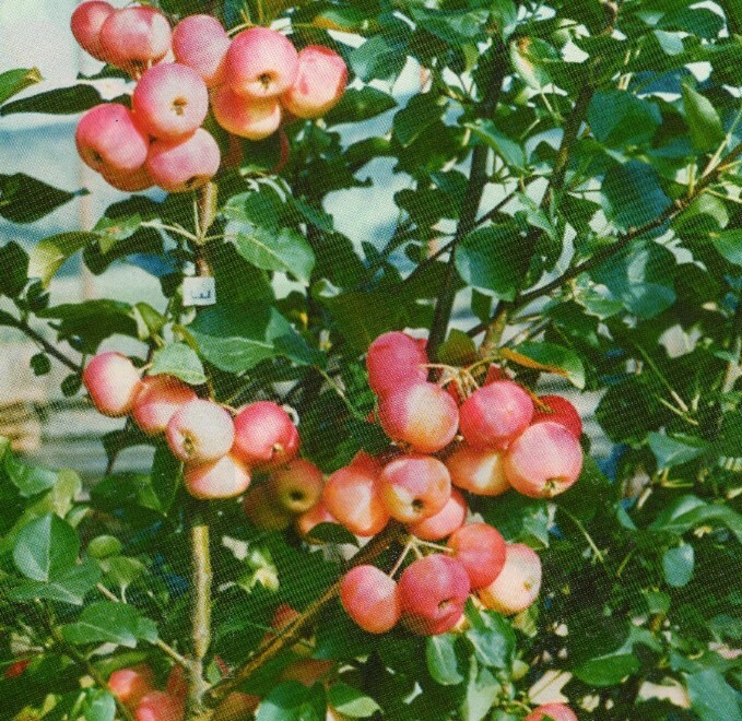 Яблоня сорта малинка описание фото