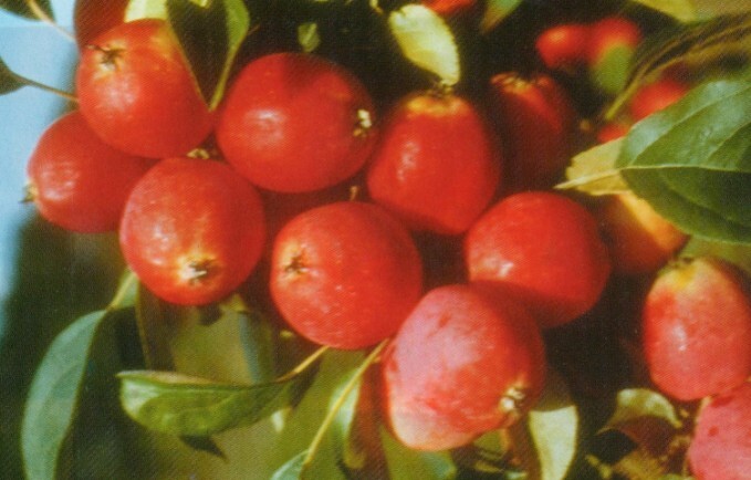 яблоня сорт сибирский сувенир плоды