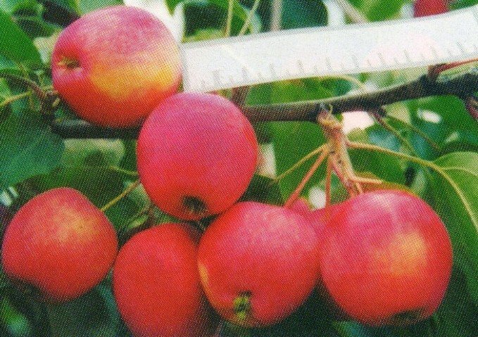 яблоня сорт синап минусинский плоды