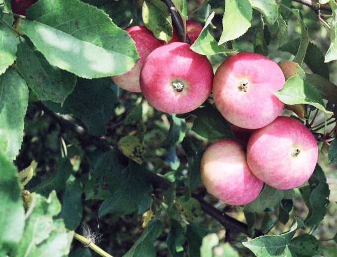 яблоня сорт стройное плоды