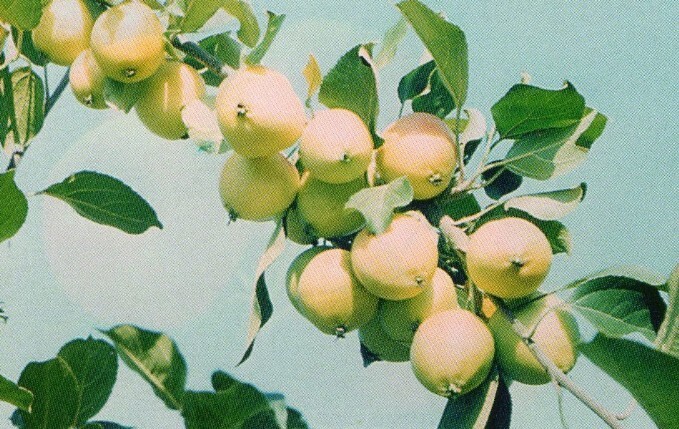 яблоня сорт светлое плоды