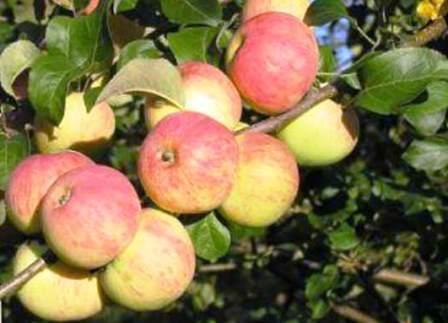 яблоня сорт толунай плоды