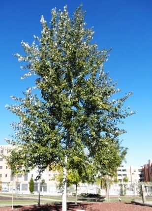 тополь белый дерево