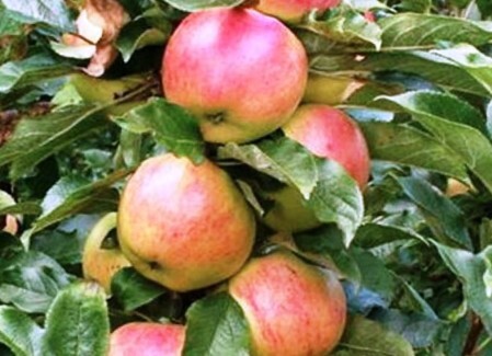 Плоды яблони колоновидной Валюта