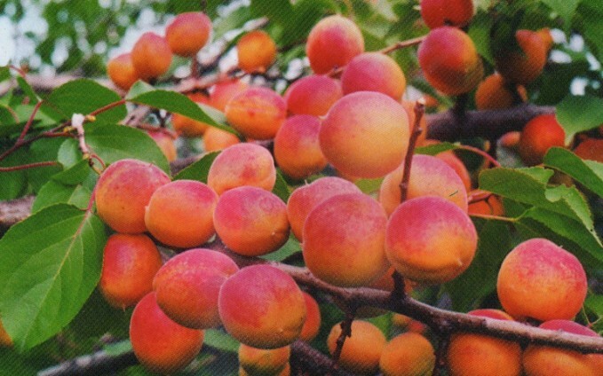 абрикос сорт восточный саян фото