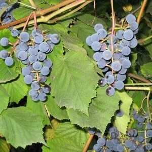виноград зилга описание