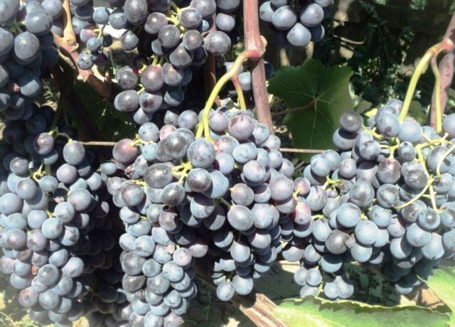 Виноград сорт Агат донской плоды