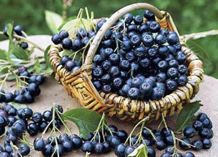грозди аронии черноплодной