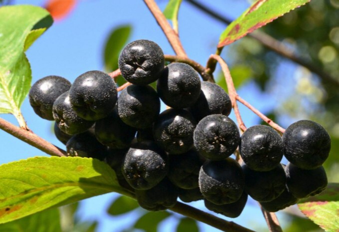 Арония рябина черноплодная плоды